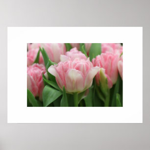 Tulipanes rosados posters