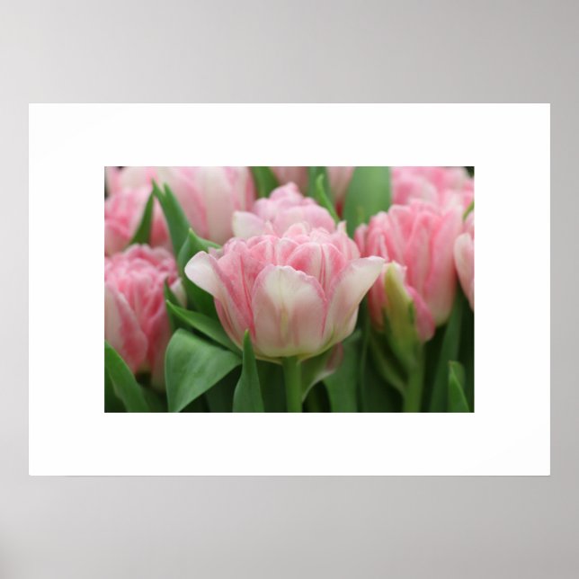 Tulipanes rosados posters (Frente)