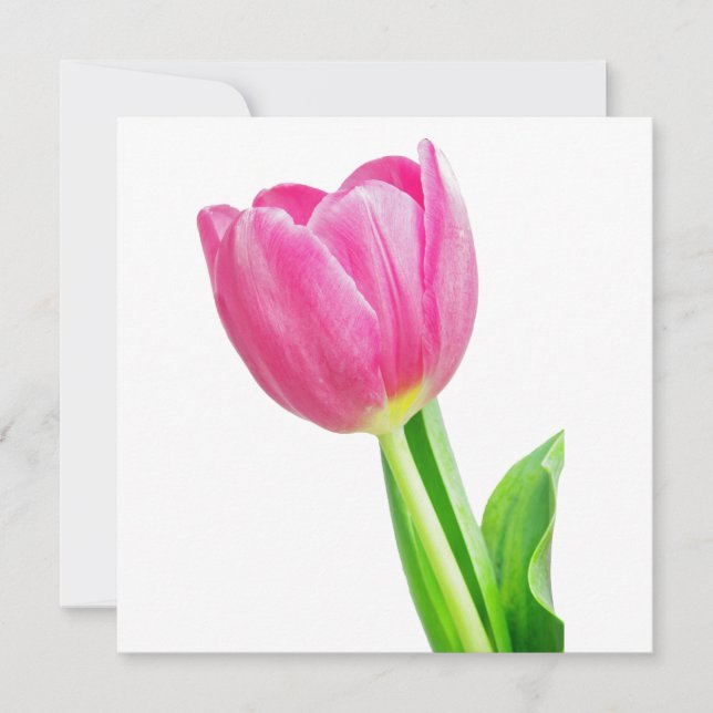 Tulipanes rosados sobre blanco (Anverso)