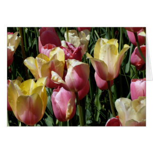 Tulipanes rosados y amarillos