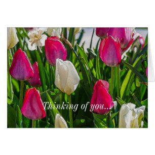 Tulipanes Rosados Y Blancos Pensando En Ti