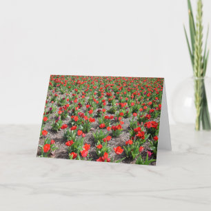 Tulipanes, tarjeta