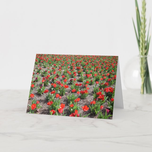 Tulipanes, tarjeta (Anverso)