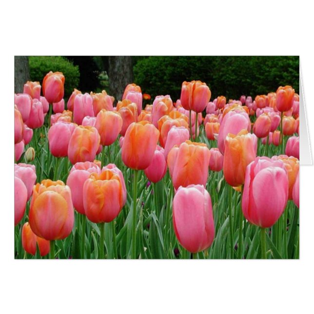Tulipanes, tulipanes (Anverso (Horizontal))
