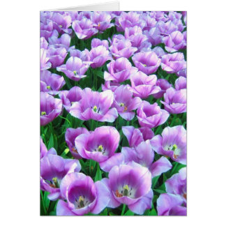 Tulipanes violetas - tarjeta