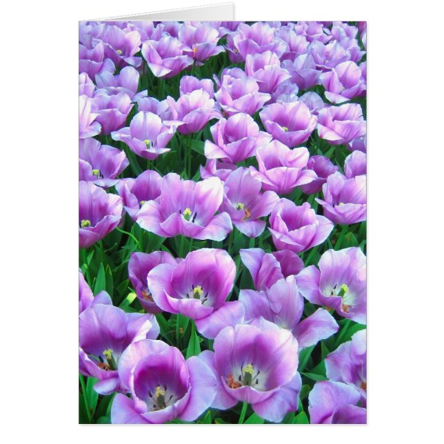 Tulipanes violetas - tarjeta (Frente)
