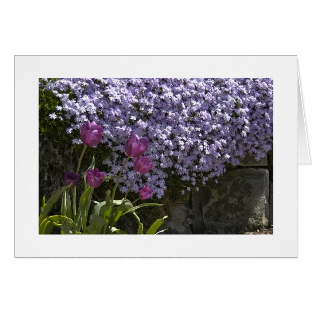 Tulipanes y Phlox (Anverso (Horizontal))