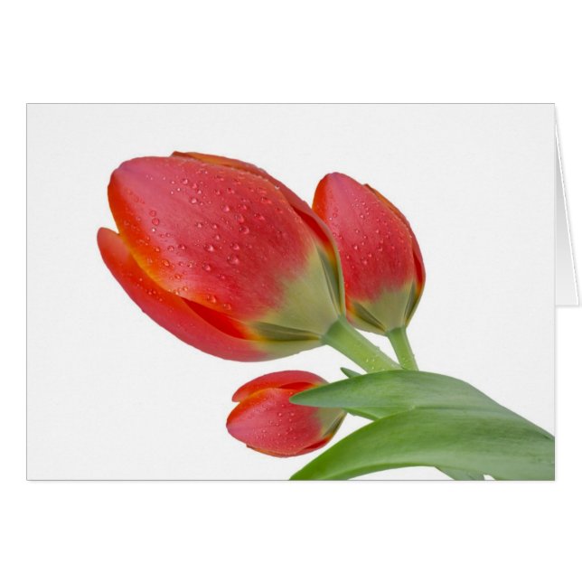 Tulipanos (Anverso (Horizontal))