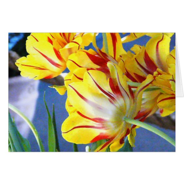 Tulipanos (Anverso (Horizontal))