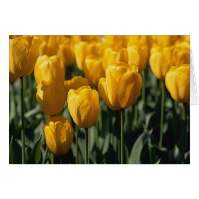 Tulipanos 3 (Anverso (Horizontal))