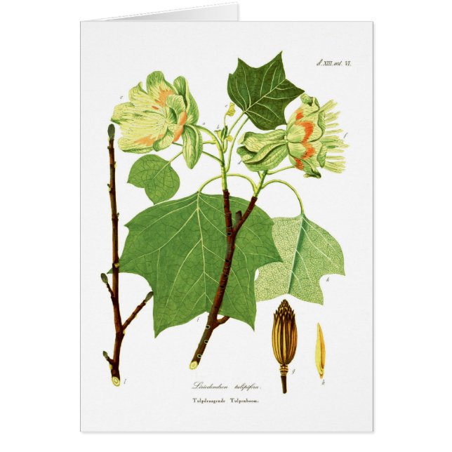 Tulipifera del Liriodendron (Frente)