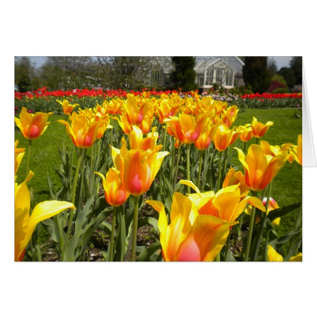 Tulips En Elizabeth Park (Anverso (Horizontal))