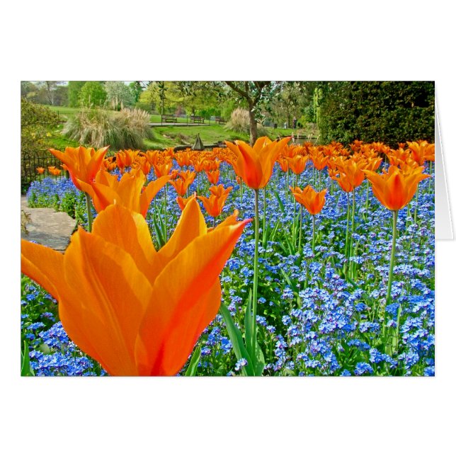 TULIPS EN GOLDERS HILL PARK (Anverso (Horizontal))