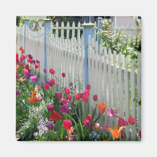Tulips garden picket picket fence square imán (Frente)