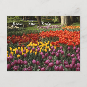 Tulips Guarda La Postcarta Del Anuncio De Fecha