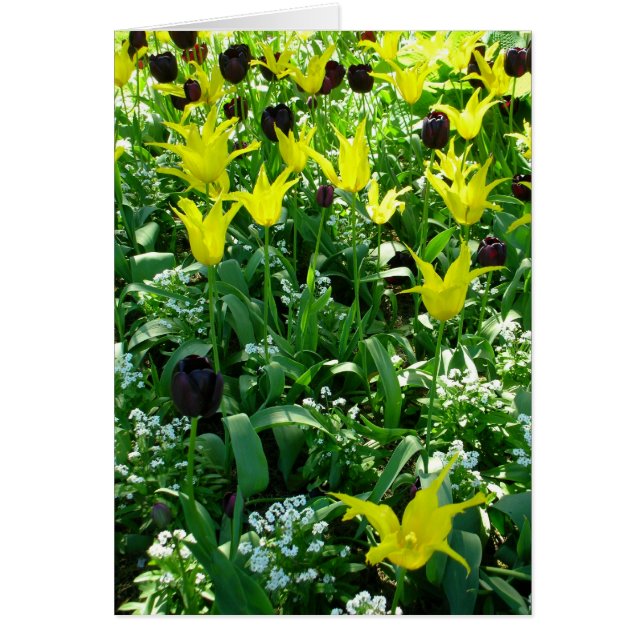 Tulips Vancouver (Frente)