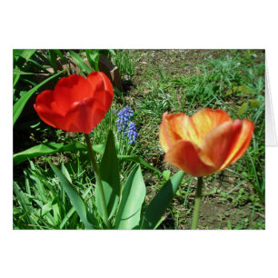 Tulips y Muscari