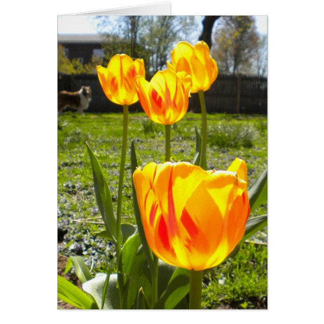 TULIPS (Y UNA COLIE) (Frente)