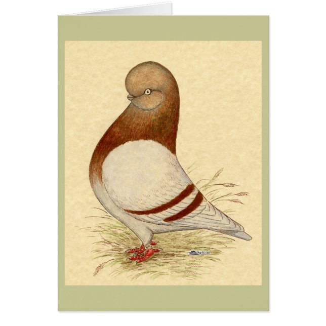 Tumbler Pigeon: LFCL Mealy (Frente)