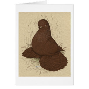 Tumbler Pigeon Muffed Red