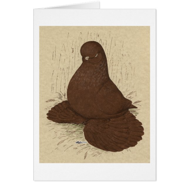 Tumbler Pigeon Muffed Red (Frente)