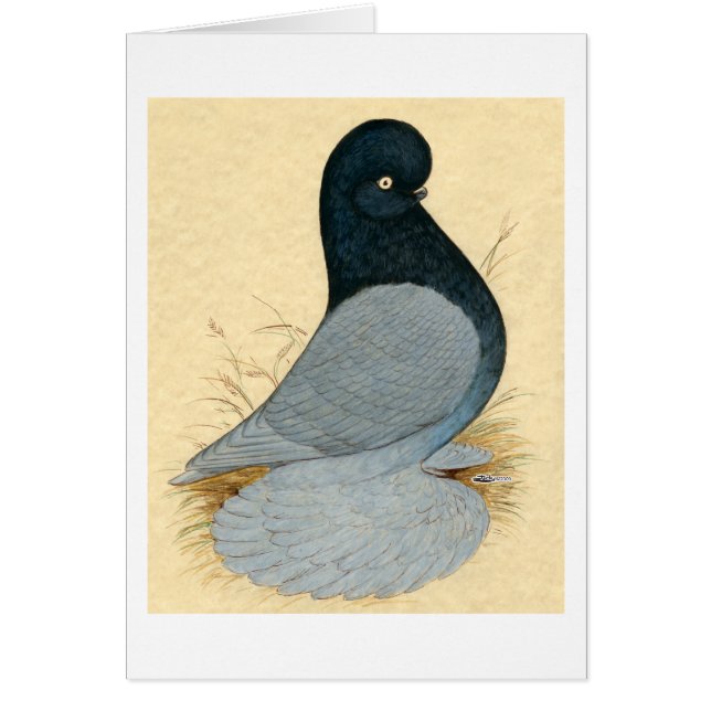 Tumbler Pigeon Muffing Andaluz (Frente)