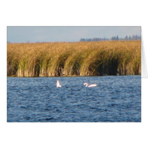 Tundra Swans