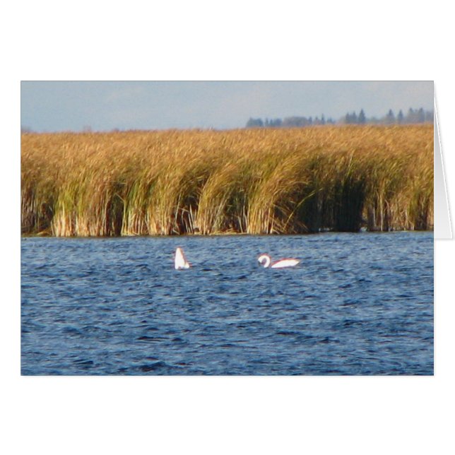 Tundra Swans (Anverso (Horizontal))