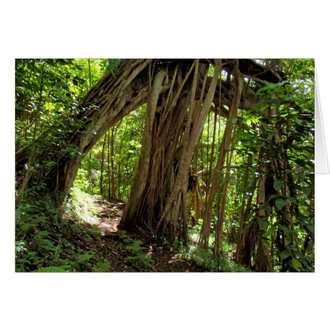 Túnel de árbol de Fig (Anverso (Horizontal))
