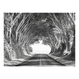 Túnel de árboles Kauai Fotografía Blanco y Negro