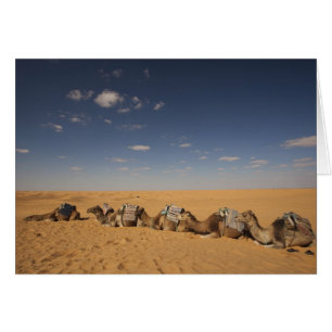 Túnez, zona de Ksour, Ksar Ghilane, Gran Erg 2