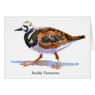 Turnstone rubicundo