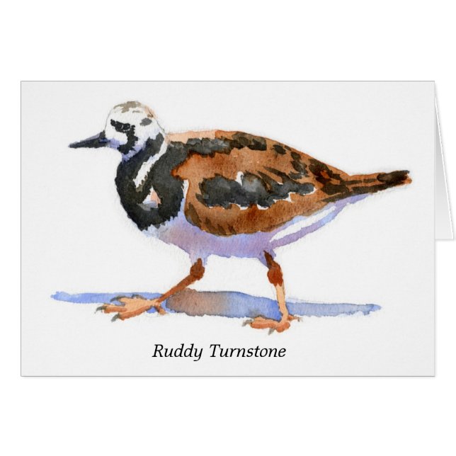 Turnstone rubicundo (Anverso (Horizontal))