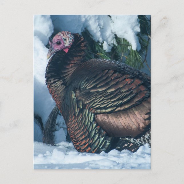 Turquía en la postal de invierno (Anverso)