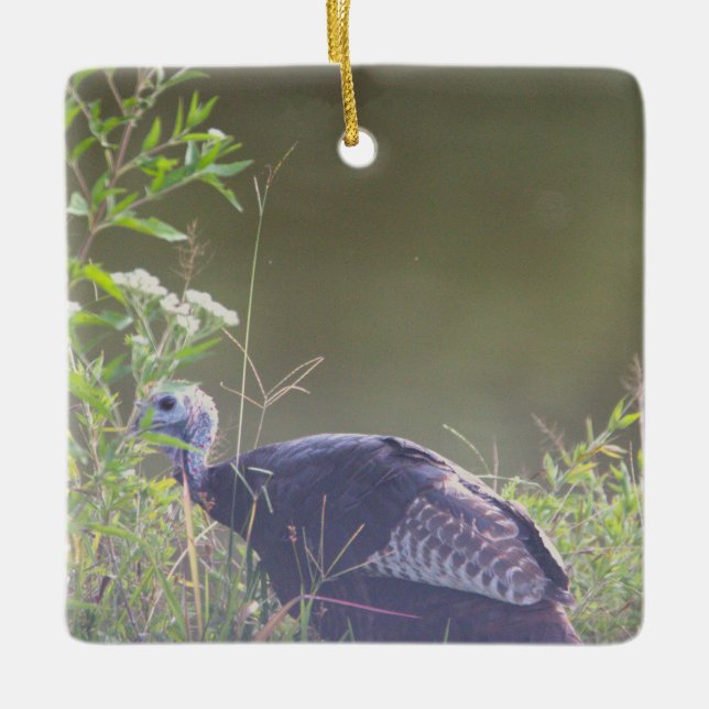 Turquía salvaje escondida en adorno de hierba (Anverso)