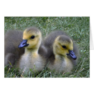 Twin birth announcement , baby geese