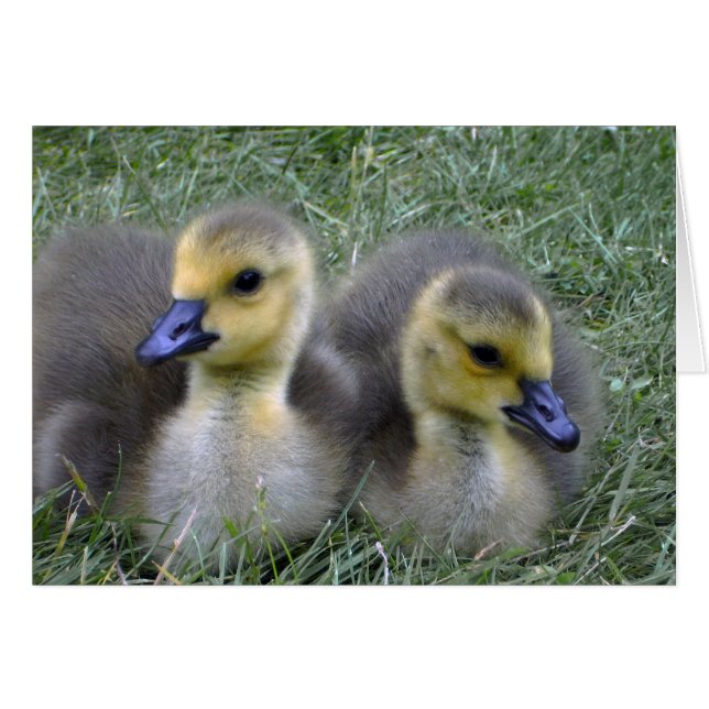 Twin birth announcement , baby geese (Anverso (Horizontal))