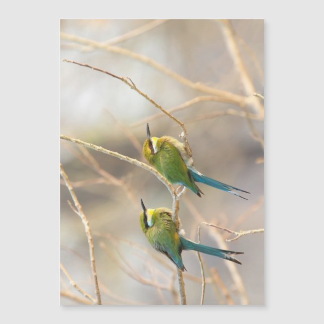 Two Bee-eaters (Anverso)