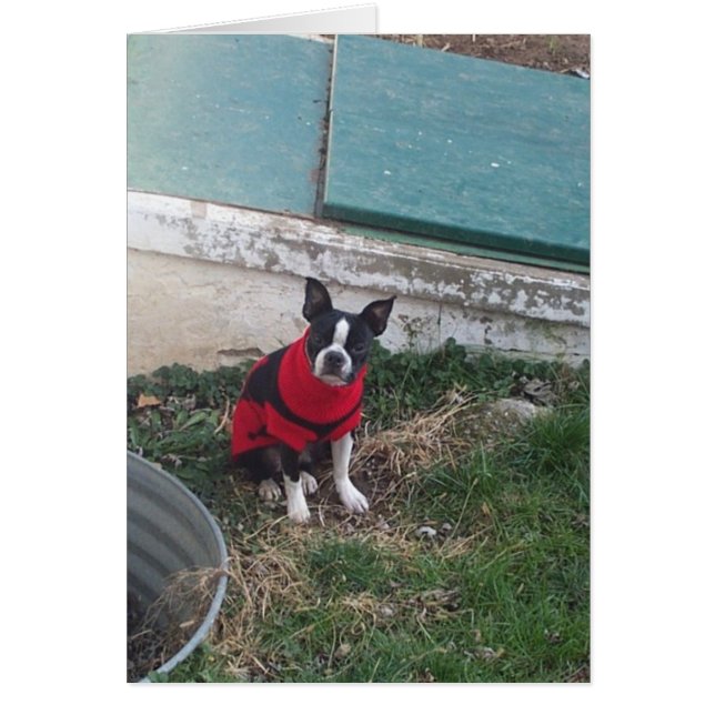 Tyke (Frente)