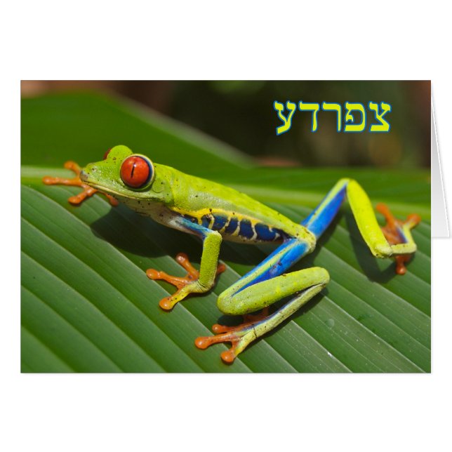 Tzefardea En Hebreo Significa "Rana" (Anverso (Horizontal))