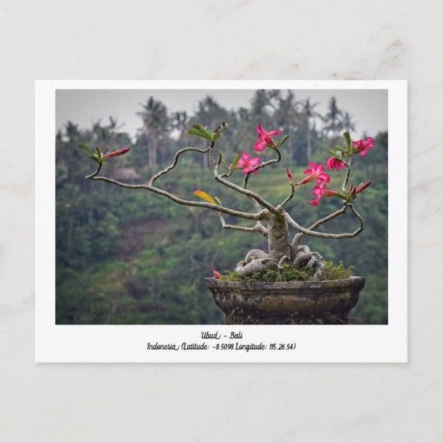 Ubud, Bali Indonesia, tarjeta postal de viaje de v (Anverso)