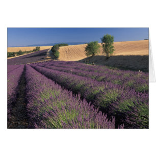 UE, Francia, Provenza, Campos de lavanda 3
