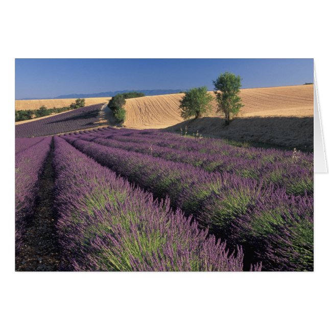 UE, Francia, Provenza, Campos de lavanda 3 (Anverso (Horizontal))