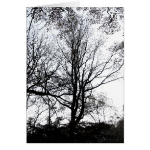 Último árbol casi estéril B&W del otoño del