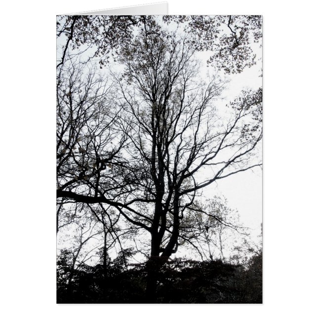 Último árbol casi estéril B&W del otoño del (Frente)