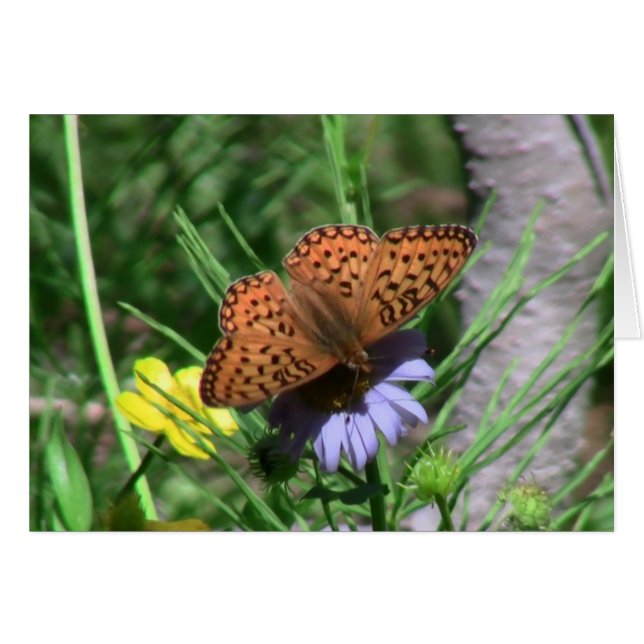 Umatilla Oregon Insecon / Arachnids Bugs Fauna (Anverso (Horizontal))