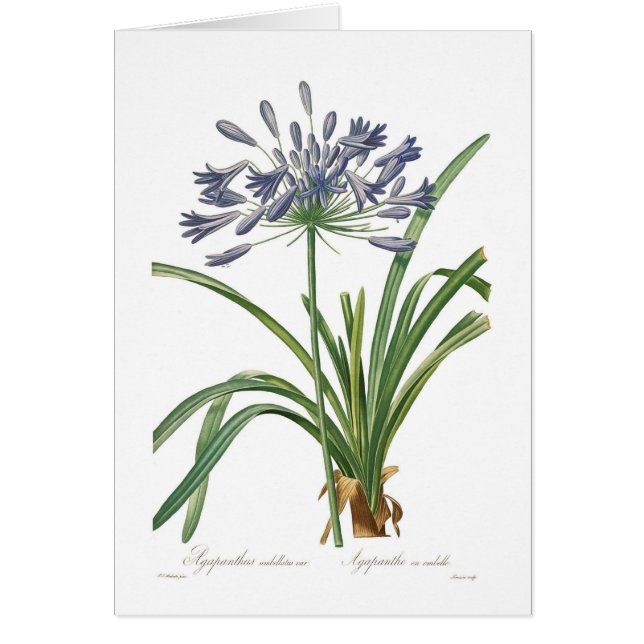 Umbellatus del Agapanthus (Frente)