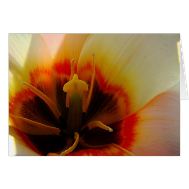 Umile (Anverso (Horizontal))