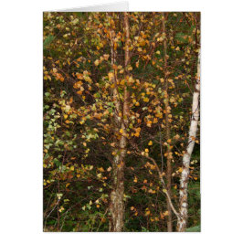 Un alboroto del color