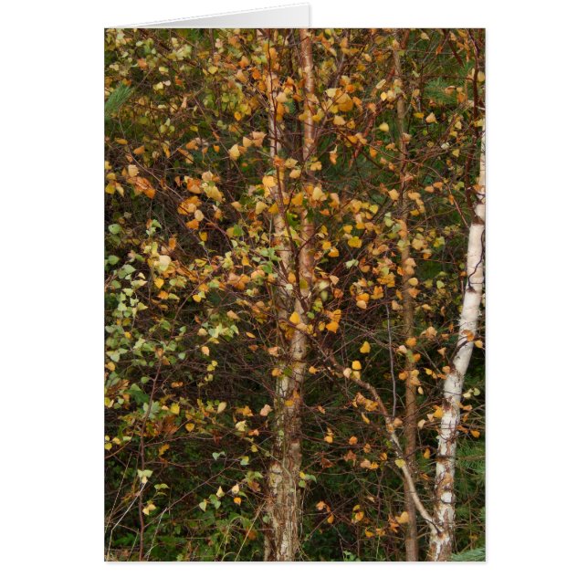 Un alboroto del color (Frente)